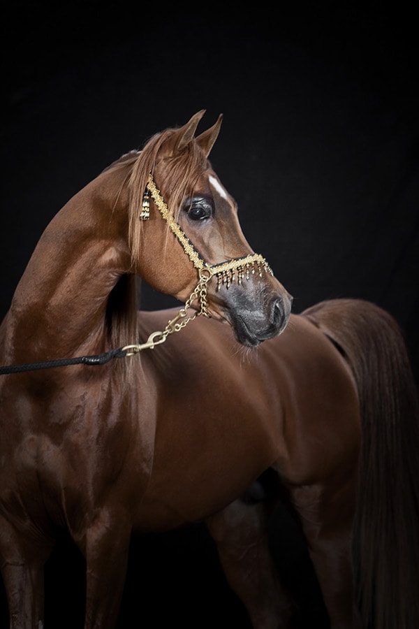 Polish Arabian Horse